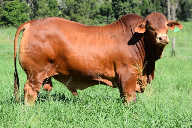 Bryvonlea Udonis